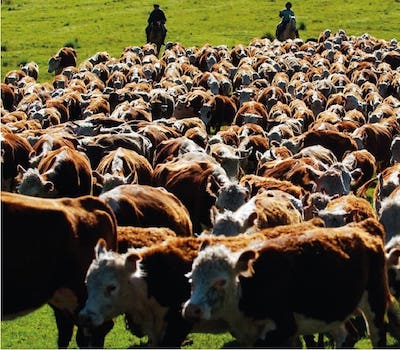 Mercado de hacienda para el Campo